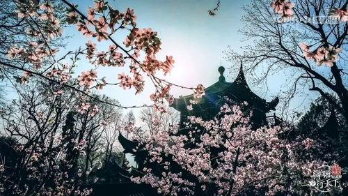 国产春色在线,探寻中国电影中的青春与色彩